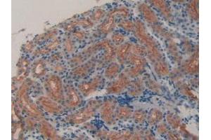 IHC-P analysis of Mouse Kidney Tissue, with DAB staining. (LCN8 antibody  (AA 27-176))