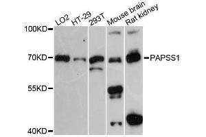 Western blot analysis of extracts of various cell lines, using PAPSS1 antibody. (PAPSS1 antibody  (AA 190-260))
