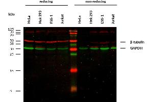 Anti-beta-Tubulin Purified (TU-13) works in WB application under reducing conditions. (TUBB antibody)