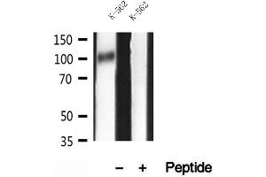 Western blot analysis of extracts of K-562 cells, using GADD34 antibody.
