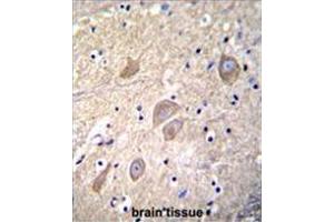 VSNL1 Antibody (Center) immunohistochemistry analysis in formalin fixed and paraffin embedded human brain tissue followed by peroxidase conjugation of the secondary antibody and DAB staining. (VSNL1 antibody  (Middle Region))