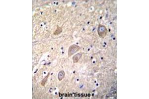 VSNL1 Antibody (Center) immunohistochemistry analysis in formalin fixed and paraffin embedded human brain tissue followed by peroxidase conjugation of the secondary antibody and DAB staining.