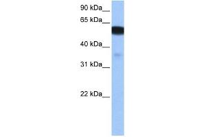 NHEDC1 antibody used at 0. (NHEDC1 antibody  (N-Term))