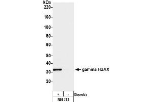Western Blotting (WB) image for anti-gamma Histone Variant H2AX (GAMMA-H2AX) (Ser140) antibody (ABIN7449557) (gamma H2AX antibody  (Ser140))