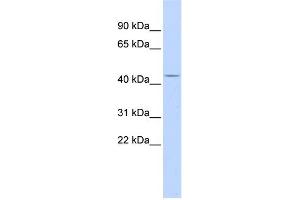 WB Suggested Anti-ACP2 Antibody Titration:  0. (ACP2 antibody  (Middle Region))