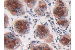 DAB staining on IHC-P; Samples: Human Stomach Tissue (IFNA2 antibody  (AA 24-188))