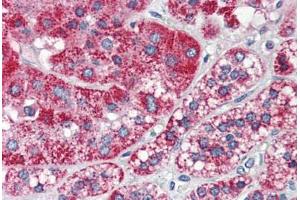 Human Adrenal (formalin-fixed, paraffin-embedded) stained with F2RL1 antibody ABIN337049 at 5 ug/ml followed by biotinylated anti-mouse IgG secondary antibody ABIN481714, alkaline phosphatase-streptavidin and chromogen. (F2RL1 antibody  (N-Term))