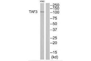 Western blot analysis of extracts from K562 cells, using TAF3 antibody. (TAF3 antibody)