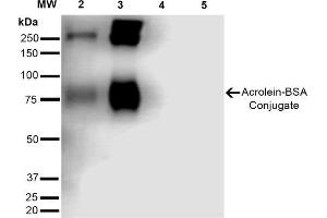 Western Blot analysis of Acrolein-BSA Conjugate showing detection of 67 kDa Acrolein-BSA using Mouse Anti-Acrolein Monoclonal Antibody, Clone 10A10 . (Acrolein antibody  (Biotin))