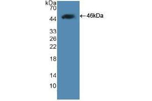 Western blot analysis of recombinant Human LEP. (Leptin antibody  (AA 22-167))