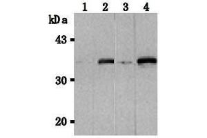 Western Blotting (WB) image for anti-Tumor Necrosis Factor (Ligand) Superfamily, Member 13b (TNFSF13B) antibody (ABIN1449224) (BAFF antibody)