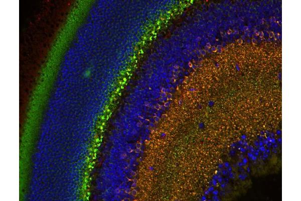 CPLX3 antibody