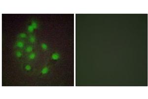 Immunofluorescence analysis of A549 cells, using HAND1 antibody.