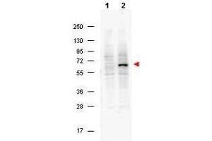 Western blot using  Protein A purified Mouse Monoclonal anti-Pdcd4 pS457 antibody shows detection of phosphorylated Pdcd4 (indicated by arrowhead at ~62 kDa) in NIH-3T3 cells after 5 min treatment with 30 ng/mL PDGF (lane 2). (PDCD4 antibody  (pSer457))