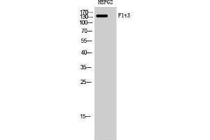 Western Blotting (WB) image for anti-Fms-Related tyrosine Kinase 3 (FLT3) (Ser387) antibody (ABIN3175105) (FLT3 antibody  (Ser387))