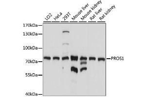 Western blot analysis of extracts of various cell lines, using PROS1 antibody (ABIN1874341) at 1:1000 dilution.