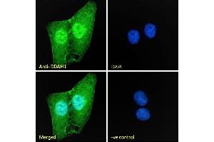 (ABIN184669) Immunofluorescence analysis of paraformaldehyde fixed U2OS cells, permeabilized with 0. (DDAH1 antibody  (C-Term))