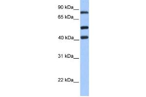 Western Blotting (WB) image for anti-Host Cell Factor C2 (HCFC2) antibody (ABIN2457963) (HCFC2 antibody)