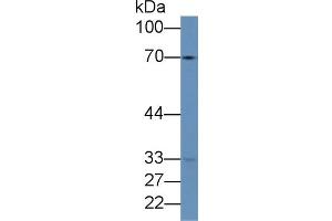 Rabbit Capture antibody from the kit in WB with Positive Control: Human lung lysate. (Hemopexin CLIA Kit)