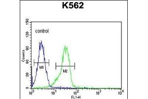 FA Antibody (N-term) (ABIN654099 and ABIN2843983) flow cytometric analysis of K562 cells (right histogram) compared to a negative control cell (left histogram). (FAM155A antibody  (N-Term))