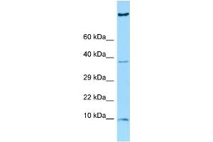 HGSNAT antibody  (C-Term)