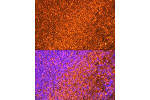 Immunofluorescence (IF) image for anti-Interleukin-27 subunit beta (IL-27b) antibody (ABIN7268011)