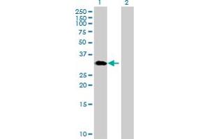 Western Blot analysis of GNPDA1 expression in transfected 293T cell line by GNPDA1 MaxPab polyclonal antibody. (GNPDA1 antibody  (AA 1-289))