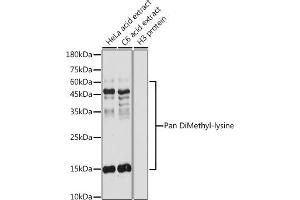 Western blot analysis of extracts of various cell lines, using Pan DiMethyl-lysine antibody (ABIN7266777) at 1:500 dilution. (Dimethyl-Lysine antibody)