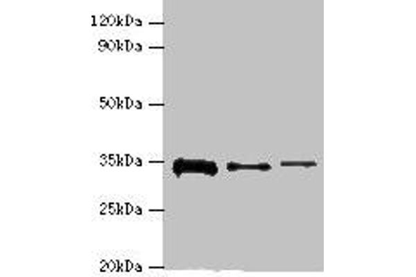STK16 antibody  (AA 1-305)