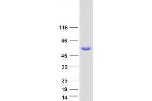 Validation with Western Blot (SAG Protein (Myc-DYKDDDDK Tag))