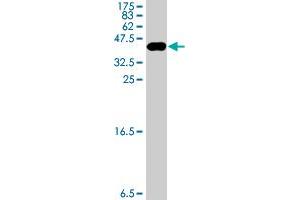 Western Blot detection against Immunogen (36. (MGEA5 antibody  (AA 823-916))