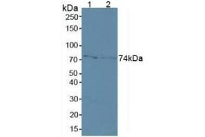 Western blot analysis of (1) Human MCF7 Cells and (2) Human A431 Cells.