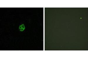 Peptide - +Western blot analysis of extracts from K562 cells, treated with PMA (1ng/ml, 15mins), using GPR151 antibody. (GPR151 antibody  (Internal Region))