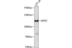 Western blot analysis of extracts of HT-29 cells, using MCF2 antibody (ABIN6133243, ABIN6143632, ABIN6143633 and ABIN6216611) at 1:3000 dilution. (MCF2 antibody  (AA 872-1001))