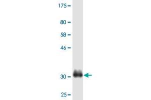 Western Blot detection against Immunogen (35. (ATE1 antibody  (AA 1-87))