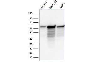 Western Blot Analysis of MCF-7, HEK-293, A549 lysate using MCM7 Mouse Monoclonal Antibody (MCM7/1466). (MCM7 antibody  (AA 195-319))