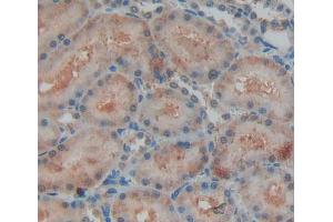 Immunohistochemistry (IHC) image for anti-Leucine-Rich alpha-2 Glycoprotein 1 (LRG1) (AA 39-308) antibody (ABIN1859696)