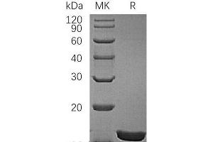 Western Blotting (WB) image for Interleukin 1 alpha (IL1A) protein (ABIN7321259) (IL1A Protein)