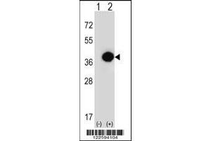 Western blot analysis of PHYH using rabbit polyclonal PHYH Antibody using 293 cell lysates (2 ug/lane) either nontransfected (Lane 1) or transiently transfected (Lane 2) with the PHYH gene. (PHYH antibody  (N-Term))