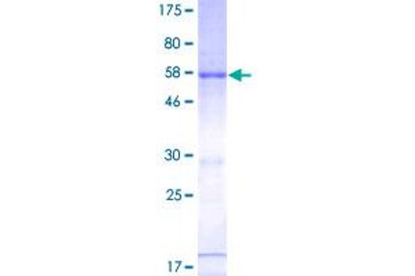 RNASEH2A Protein (AA 1-299) (GST tag)