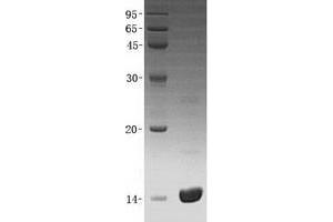 Validation with Western Blot (ANG Protein (Transcript Variant 2) (His tag))