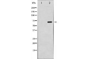 Western blot analysis of SRF expression in PMA treated NIH-3T3 whole cell lysates,The lane on the left is treated with the antigen-specific peptide.
