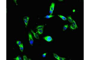 Immunofluorescence (IF) image for anti-Histone Deacetylase 1 (HDAC1) (AA 207-412) antibody (ABIN7155305)