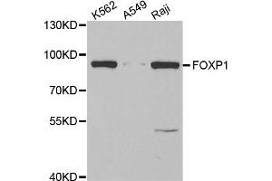 Western blot analysis of extracts of various cell lines, using FOXP1 antibody. (FOXP1 antibody)