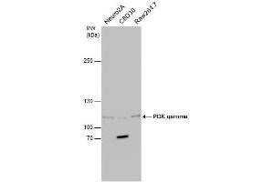 WB Image Various whole cell extracts (30 μg) were separated by 5% SDS-PAGE, and the membrane was blotted with PI3K gamma antibody [C3], C-term , diluted at1:500. (PIK3 gamma antibody  (C-Term))