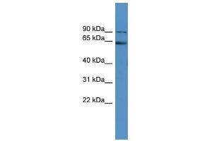 Fmr1 antibody used at 0. (FMR1 antibody  (C-Term))