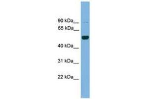 Image no. 1 for anti-Iroquois Homeobox Protein 2 (IRX2) (AA 171-220) antibody (ABIN6744569) (IRX2 antibody  (AA 171-220))