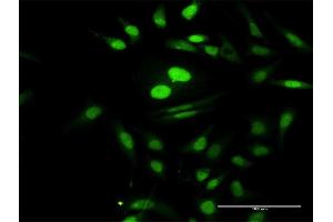 Immunofluorescence of purified MaxPab antibody to PTMS on HeLa cell.