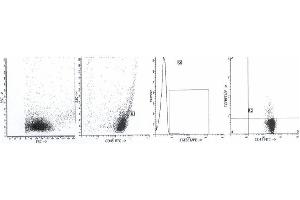 Image no. 2 for anti-Transforming Growth Factor, beta 1 (TGFB1) antibody (ABIN1109227)