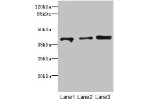 Western blot All lanes: GABPB1antibody at 1. (GABPB1 antibody  (AA 231-395))